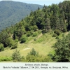 melitaea athalia borzjomi biotope